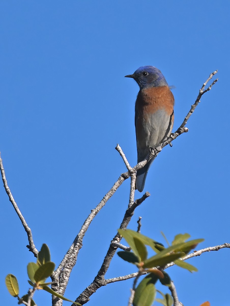 Western Bluebird - ML647153558