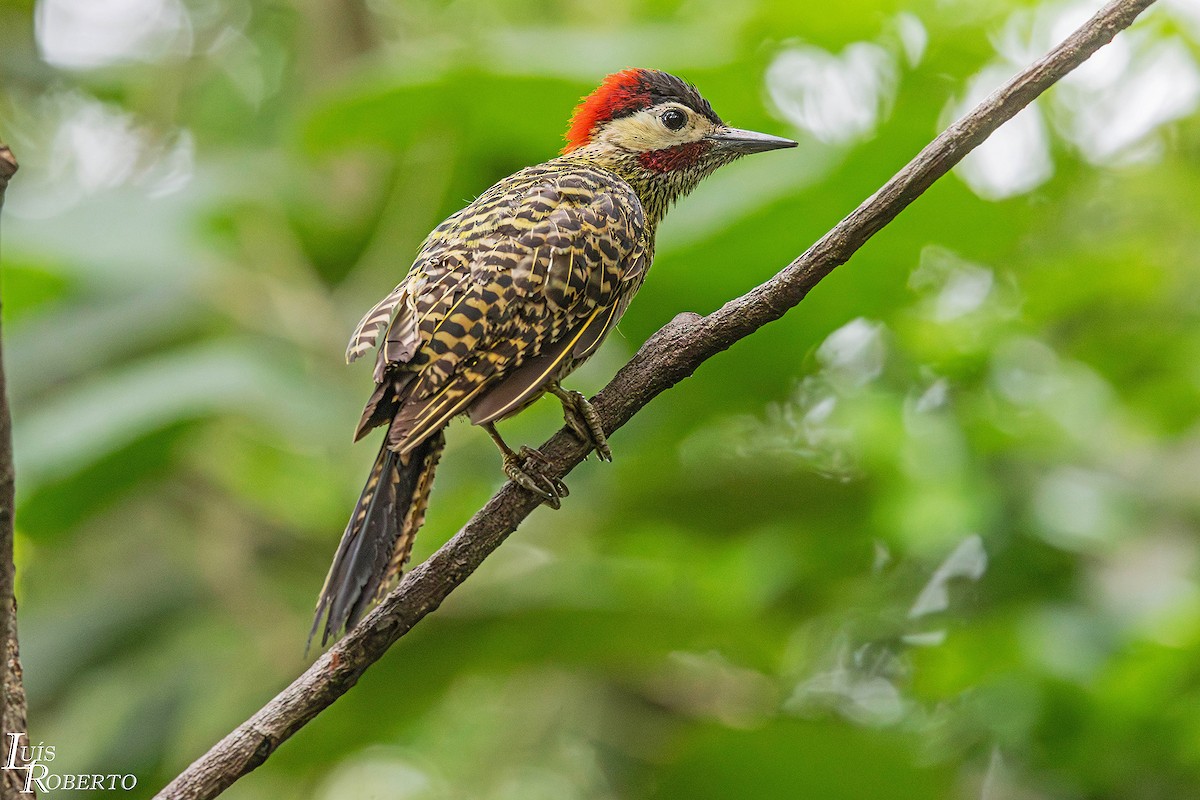 Декол плямистоволий - ML647153586