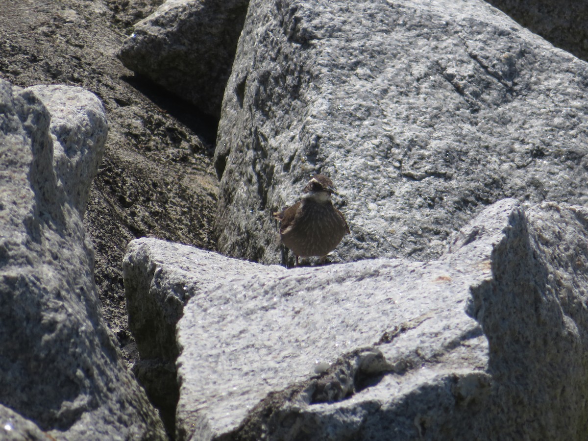 Dark-bellied Cinclodes - ML647153589