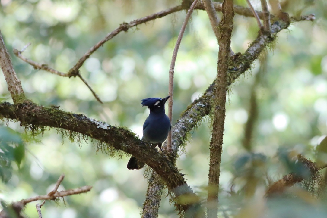 Steller's Jay - ML647153591