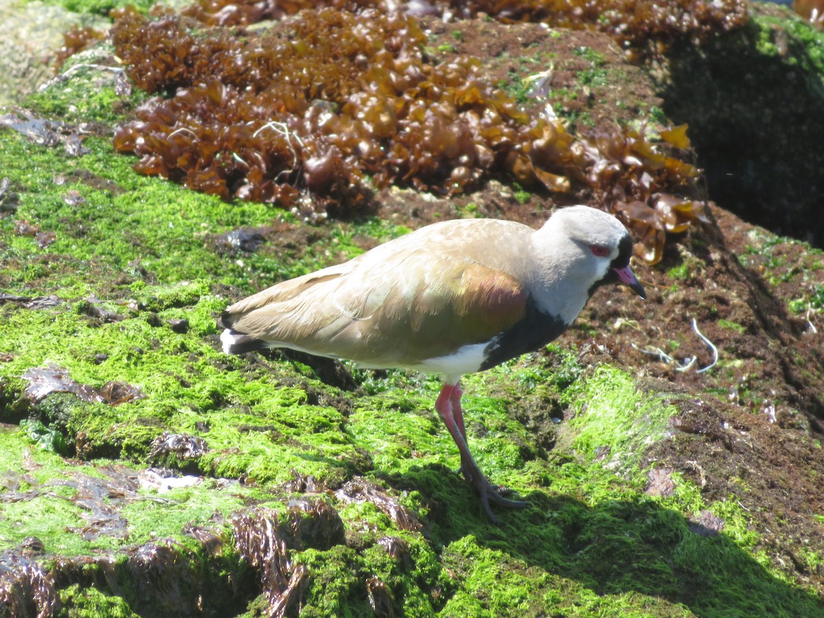 Southern Lapwing - ML647153606