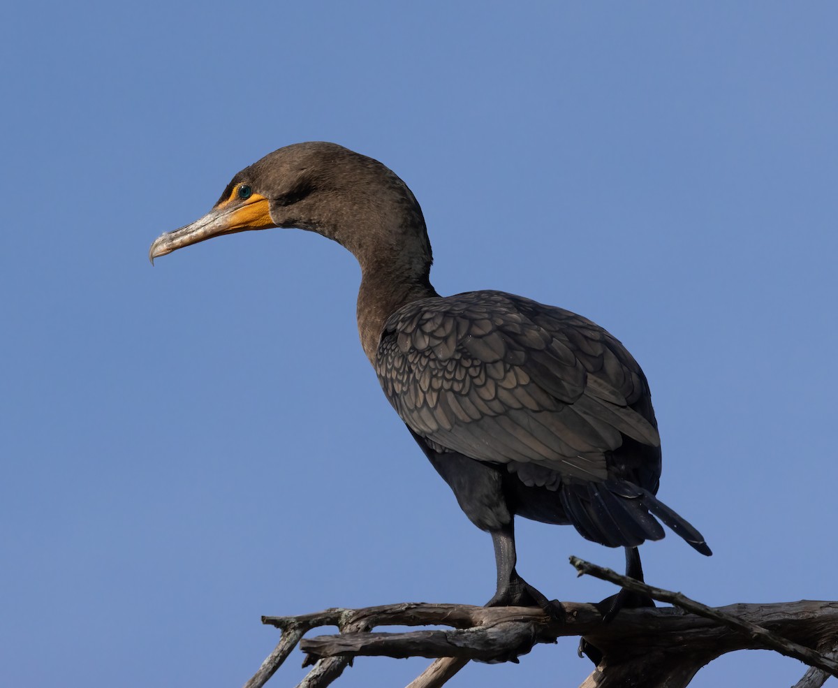 Double-crested Cormorant - ML647153624