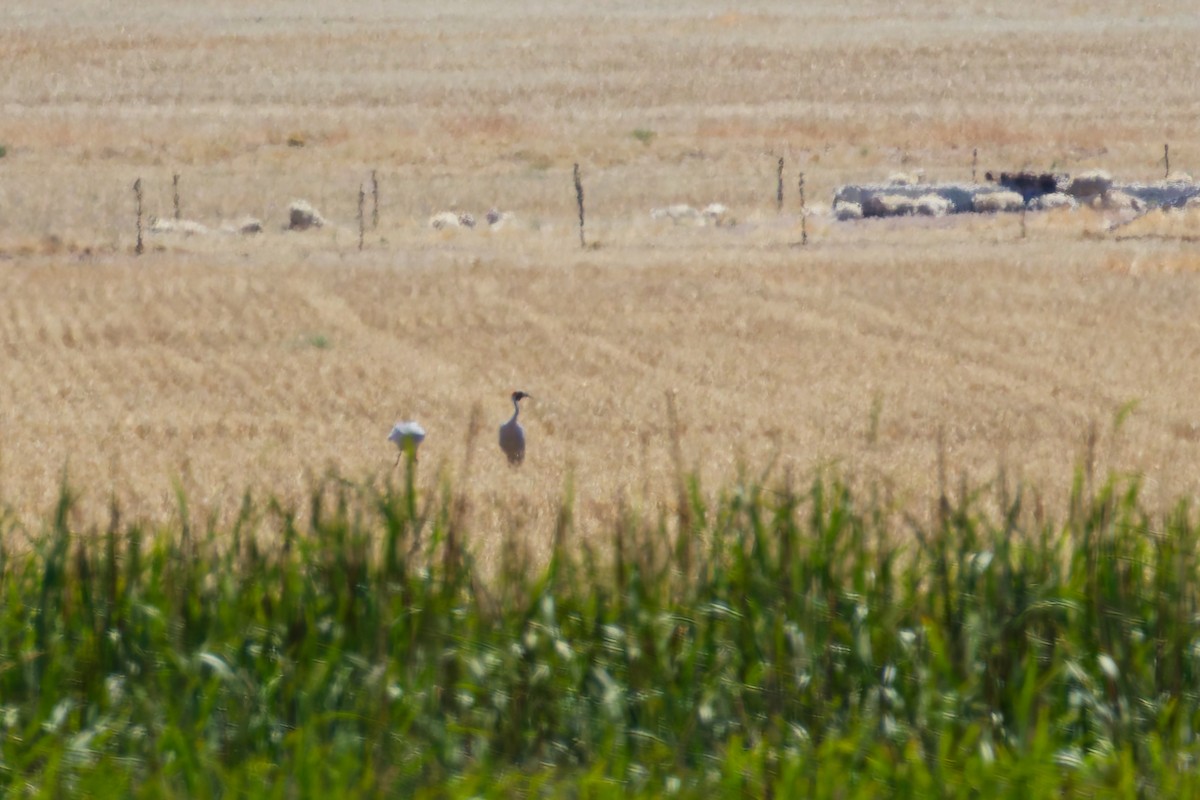 Brolga - ML647153626