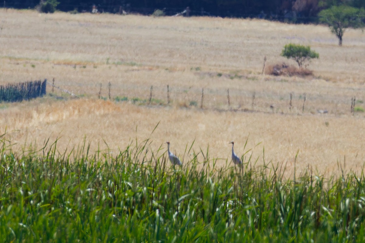 Brolga - ML647153628