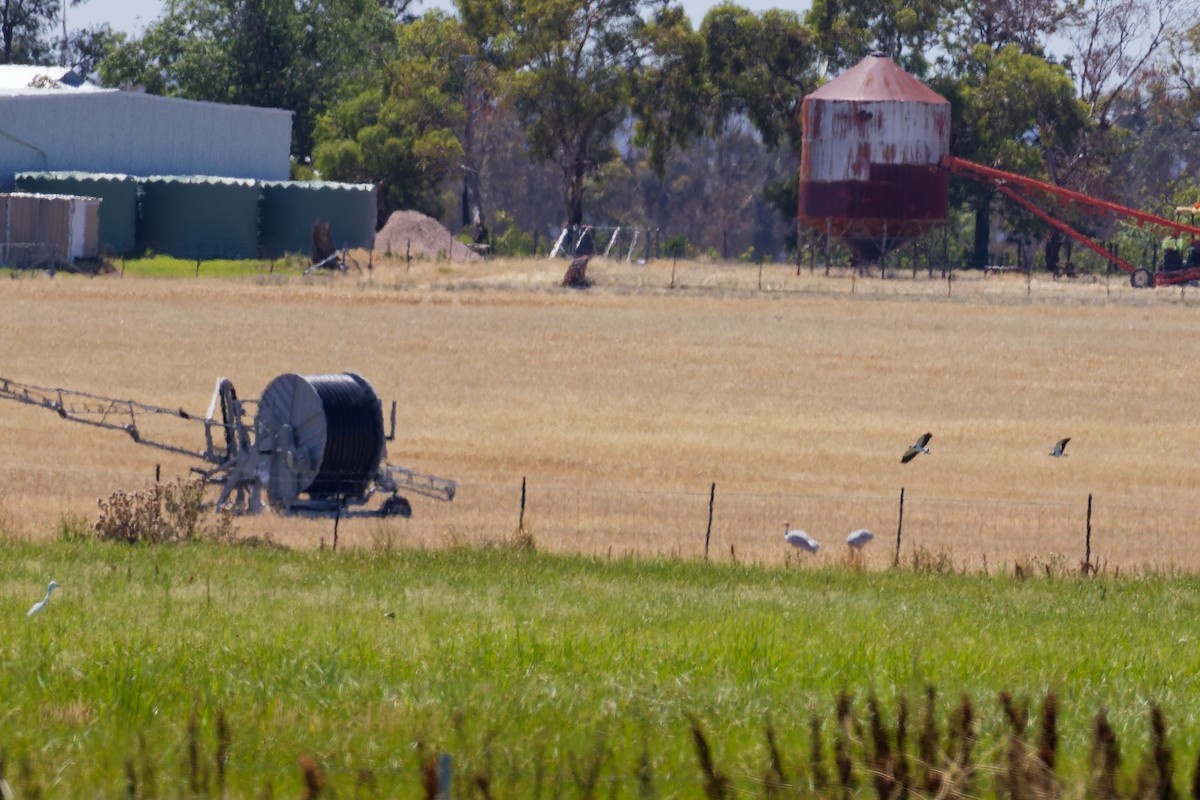 Brolga - ML647153629