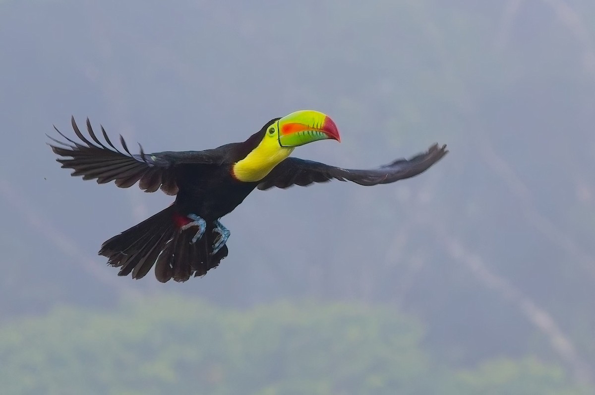 Тукан жовтогорлий - ML647153634