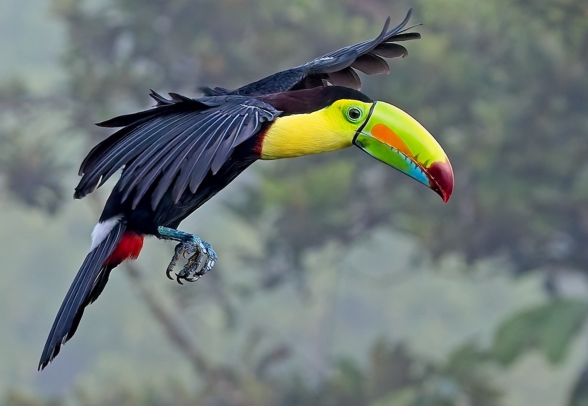 Тукан жовтогорлий - ML647153635