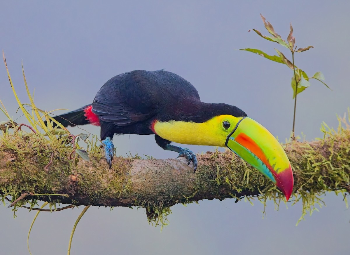 Тукан жовтогорлий - ML647153636