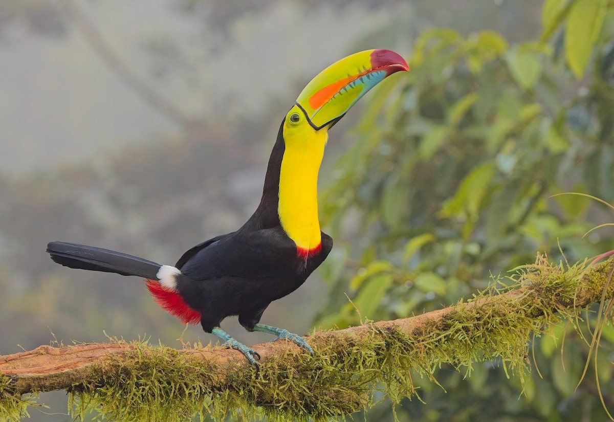 Тукан жовтогорлий - ML647153639