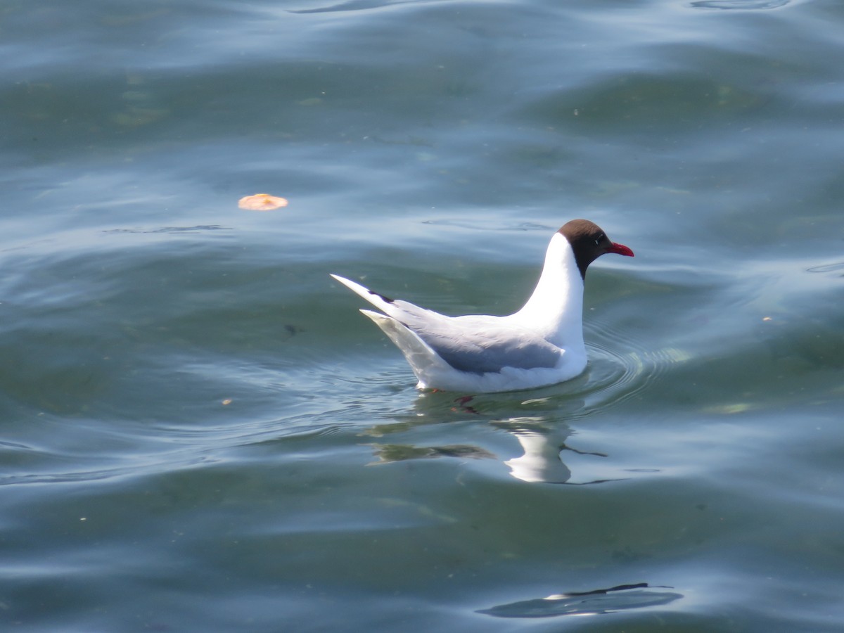 Antxeta patagoniarra - ML647153640