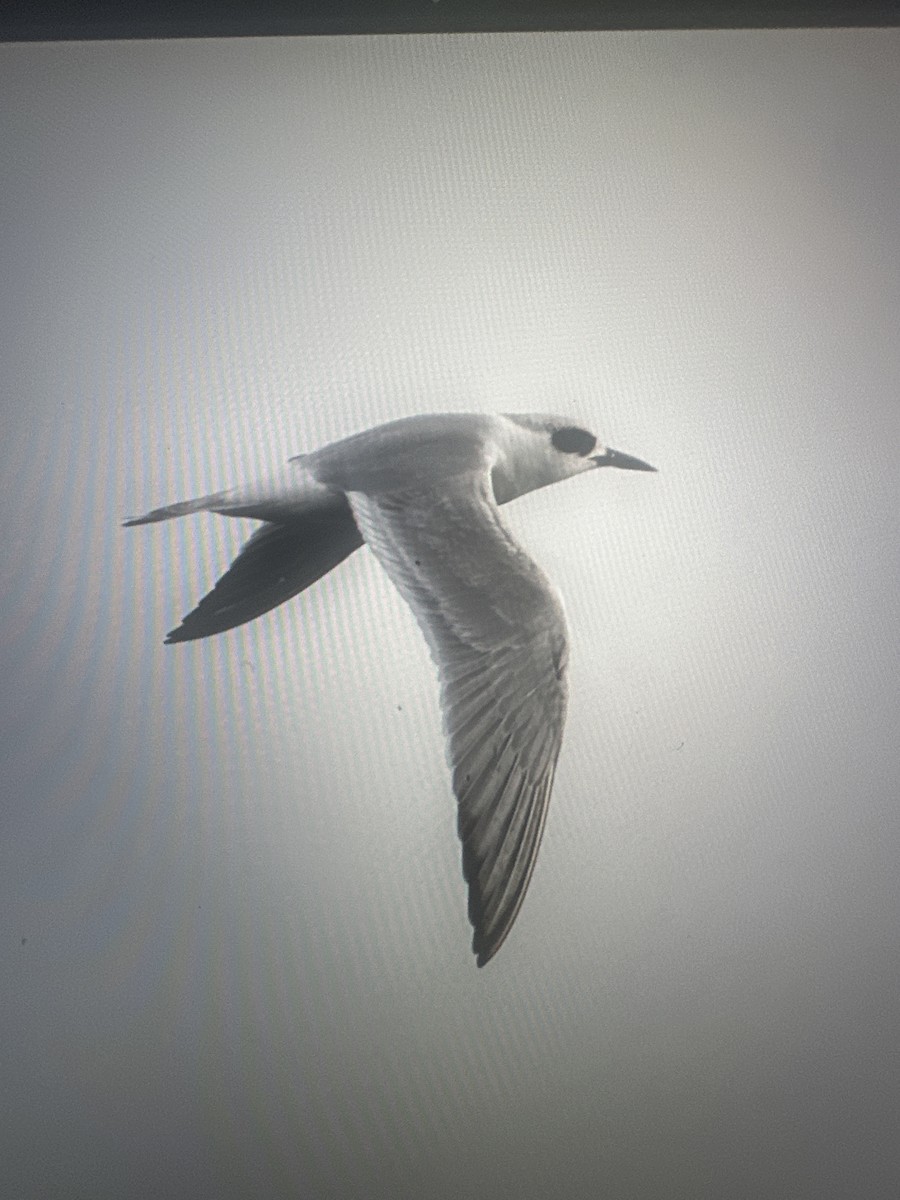 Forster's Tern - ML647153642