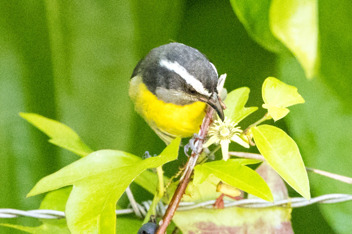 Bananaquit - ML647153644