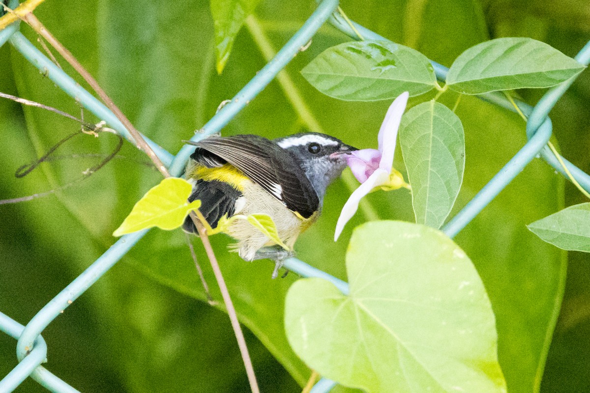 Bananaquit - ML647153645