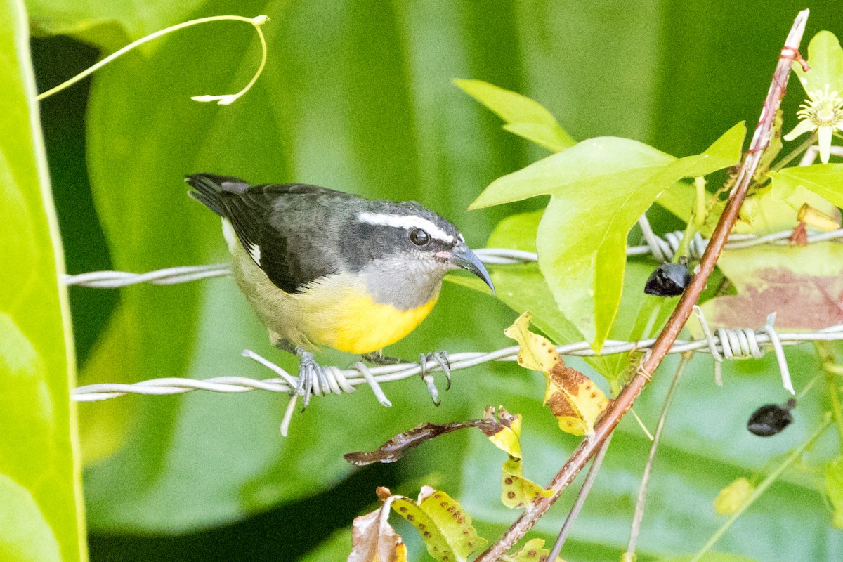 Bananaquit - ML647153646