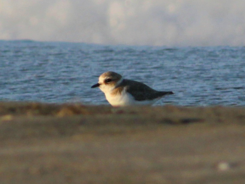 Akça Cılıbıt - ML647153651