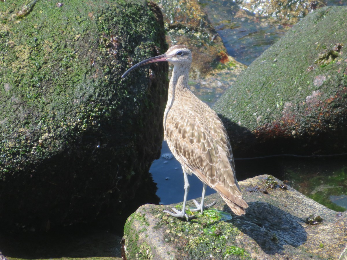 Hudsonian Whimbrel - ML647153658