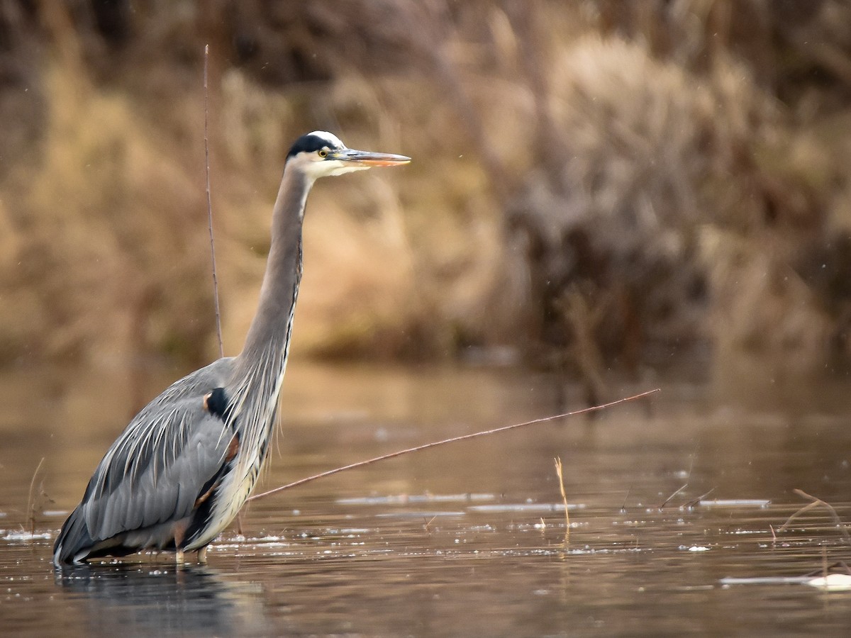 Great Blue Heron - ML647153660
