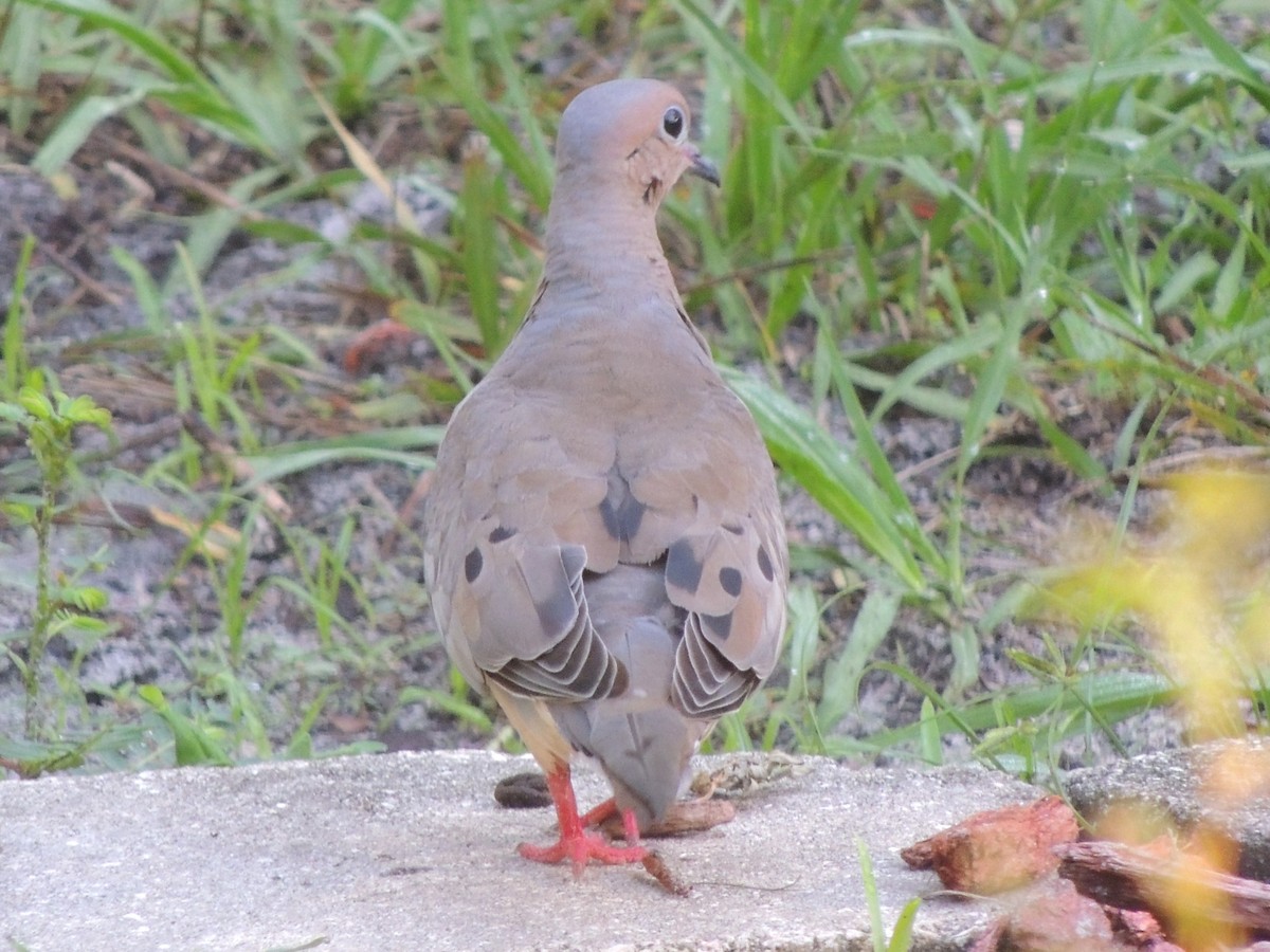 Mourning Dove - ML647153676
