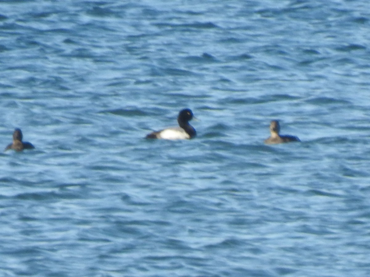 Murgilari handia - ML647153680