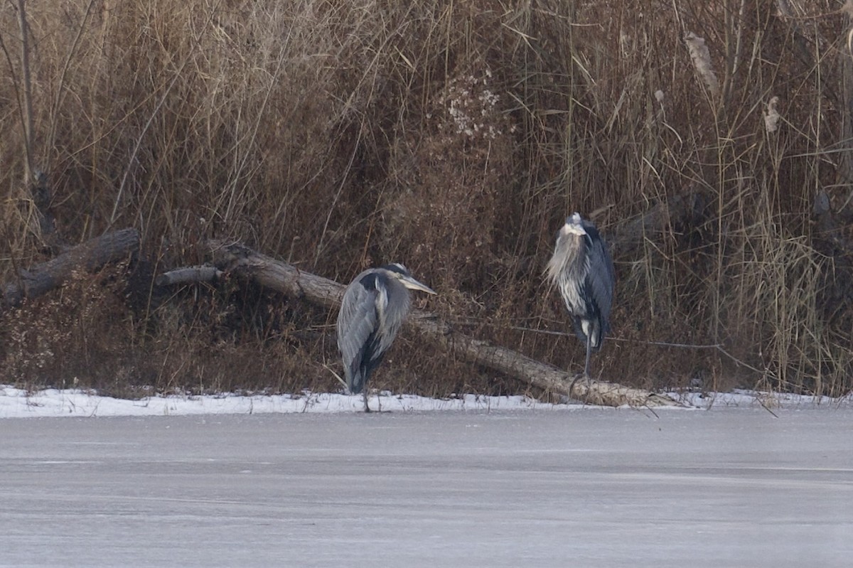 Great Blue Heron - ML647153693