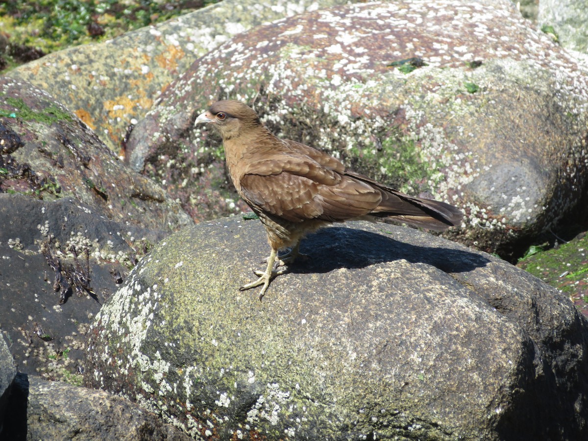 Chimango Caracara - ML647153695