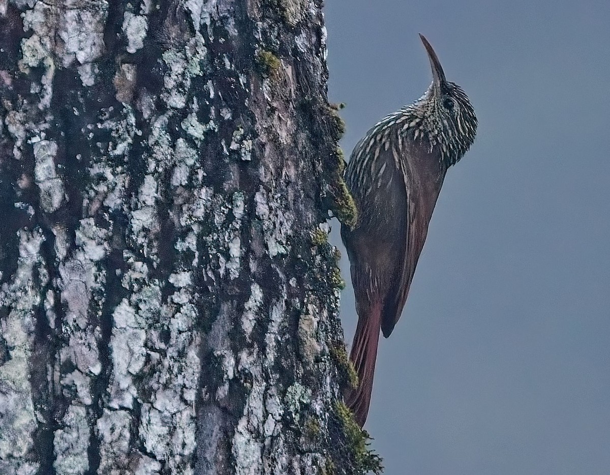 Streak-headed Woodcreeper - ML647153698