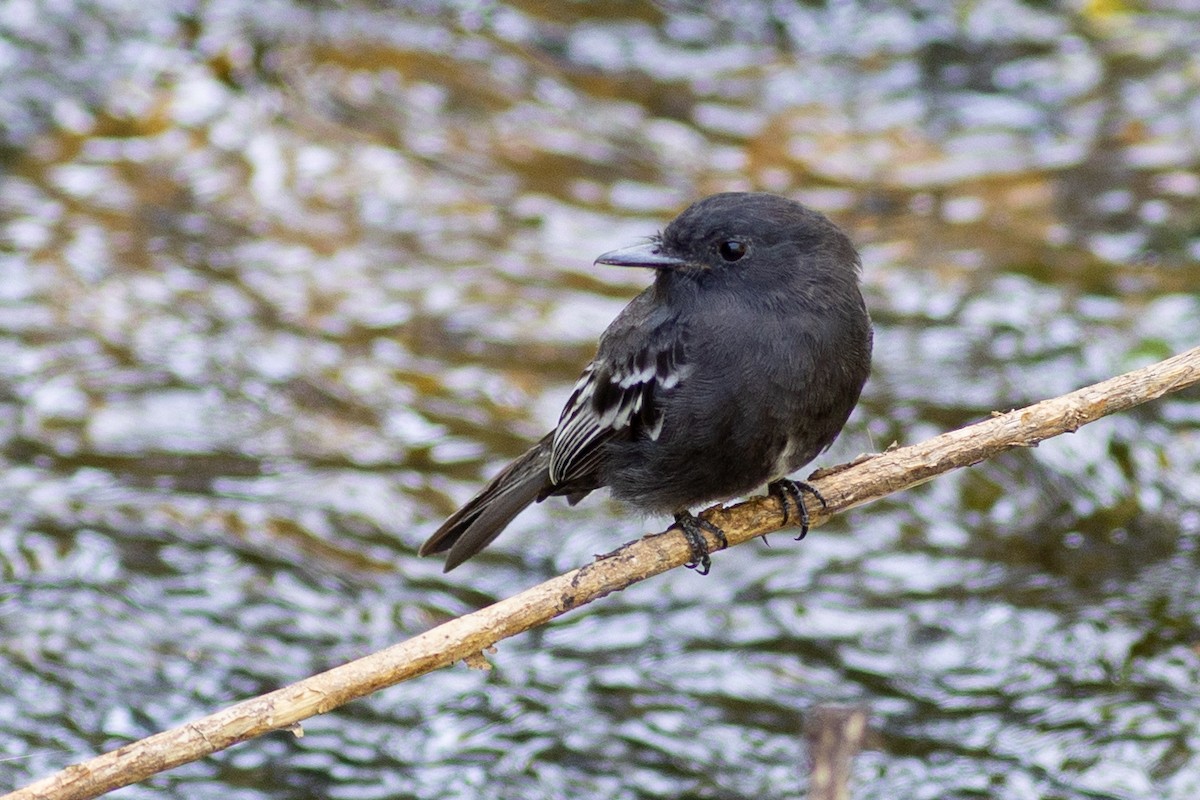 Black Phoebe (White-winged) - ML647153703
