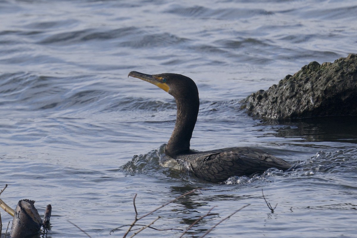 Double-crested Cormorant - ML647153706