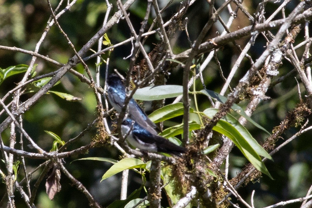 Blue-and-white Swallow (cyanoleuca) - ML647153710