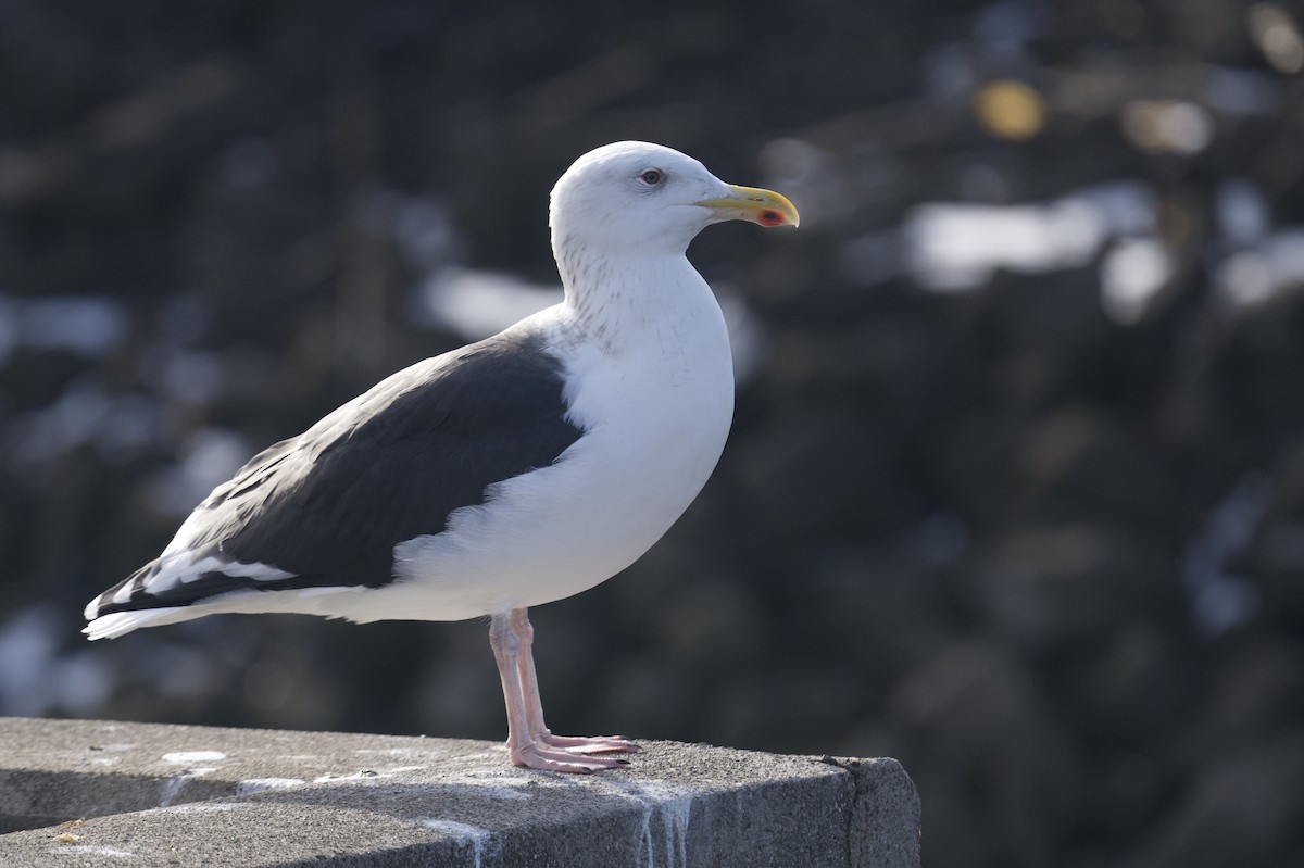 Great Black-backed Gull - ML647153720