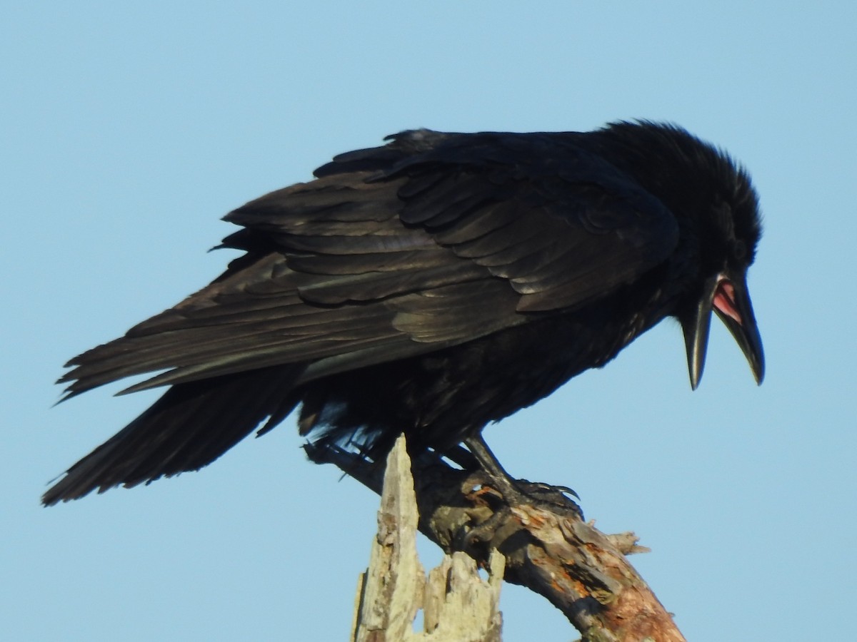 Хон хэрээ - ML647153722