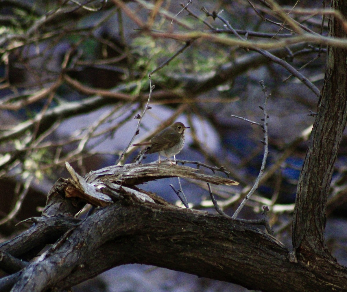 Hermit Thrush - ML647153729