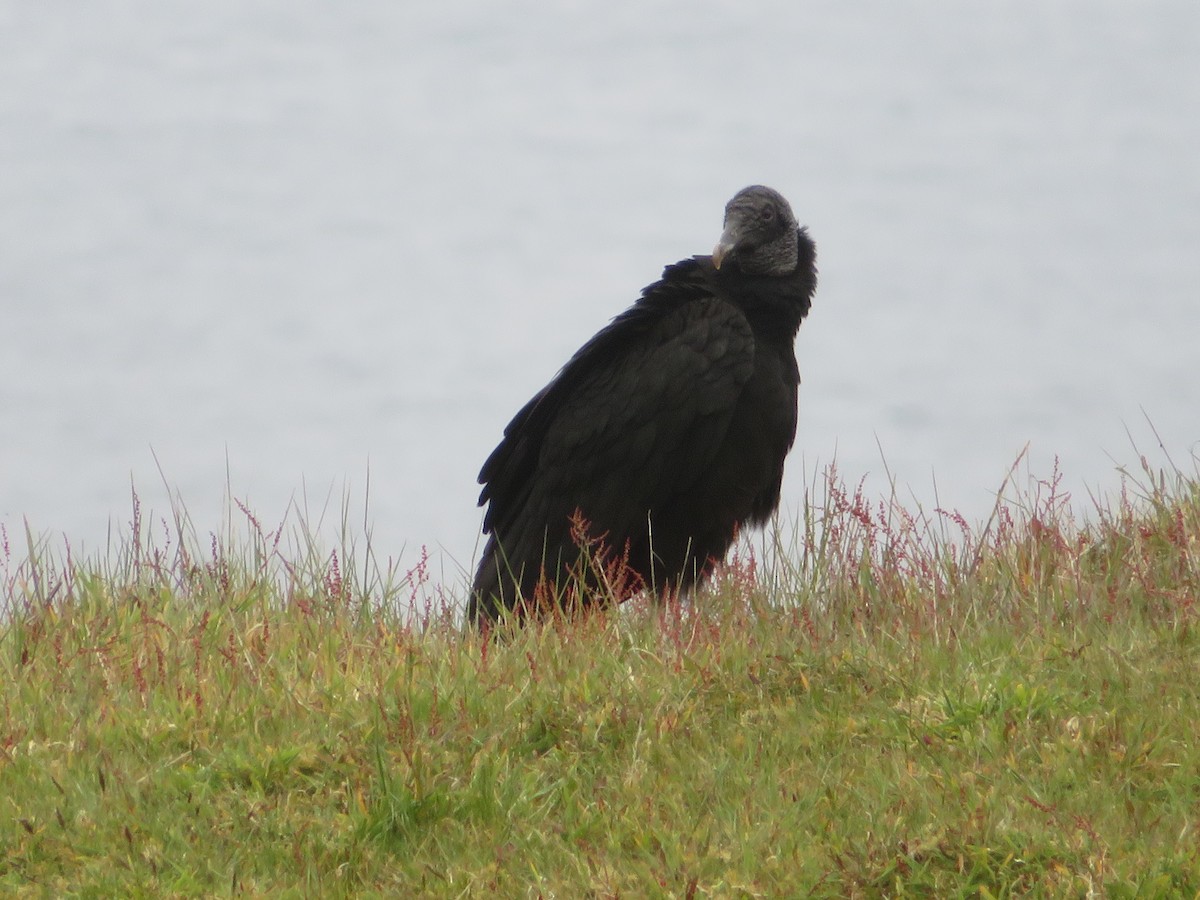 Zopilote beltza - ML647153730