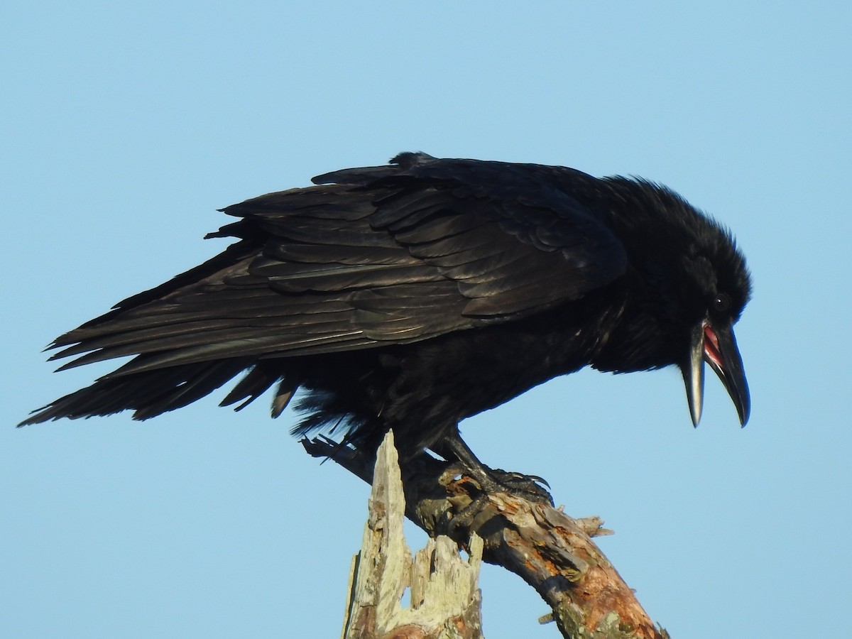 Хон хэрээ - ML647153732