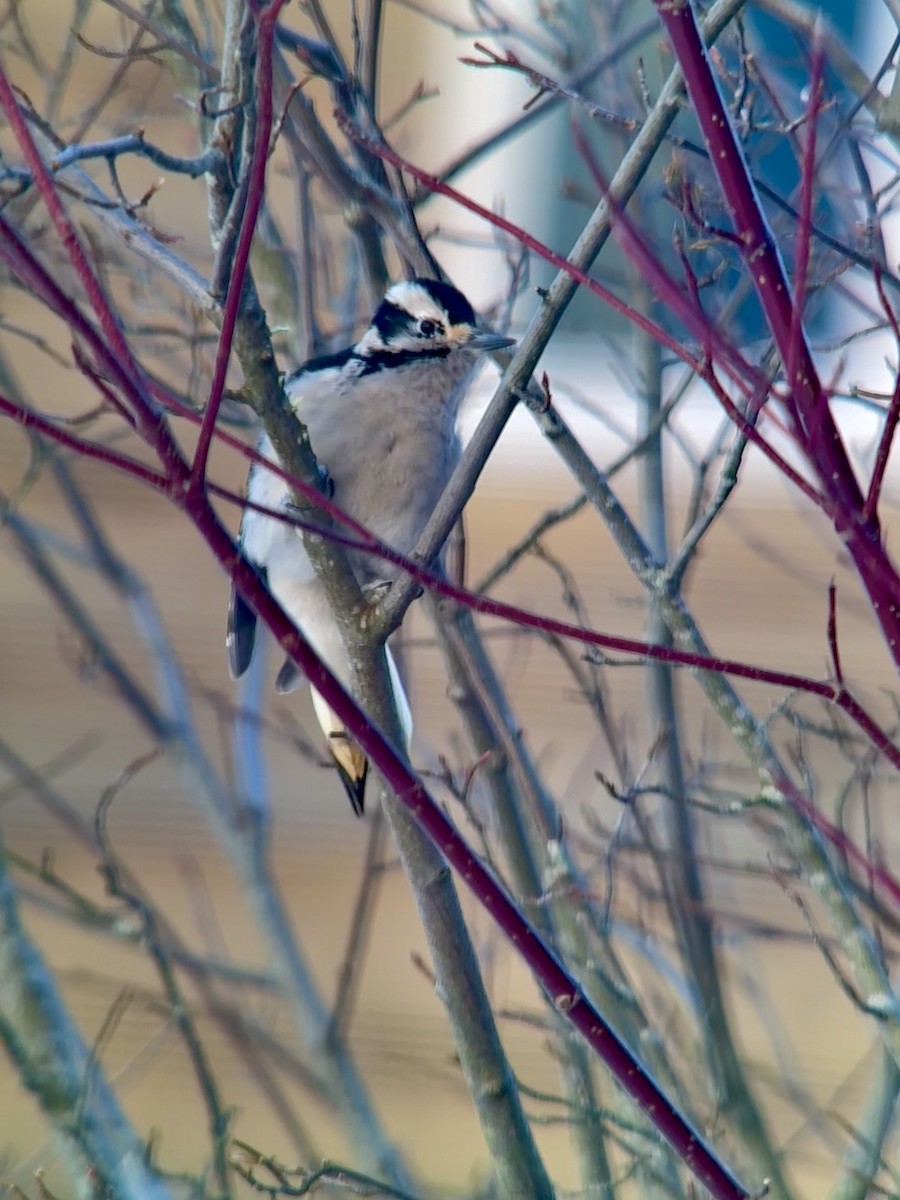 Downy Woodpecker - ML647153735