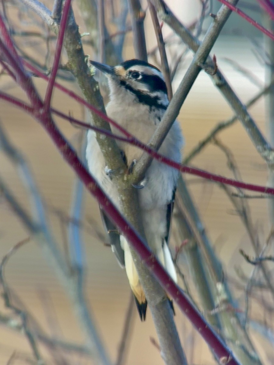 Downy Woodpecker - ML647153736
