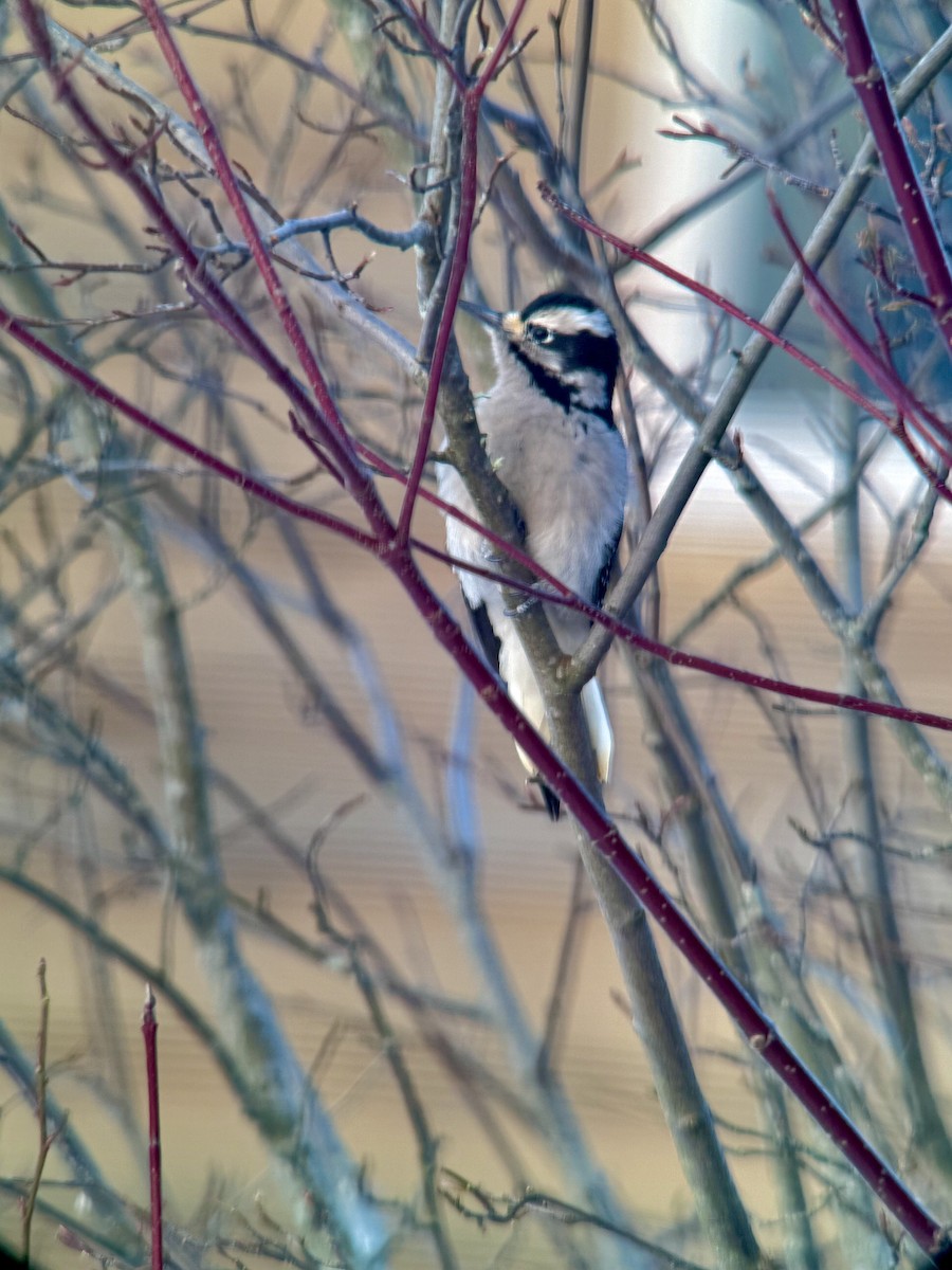 Downy Woodpecker - ML647153737