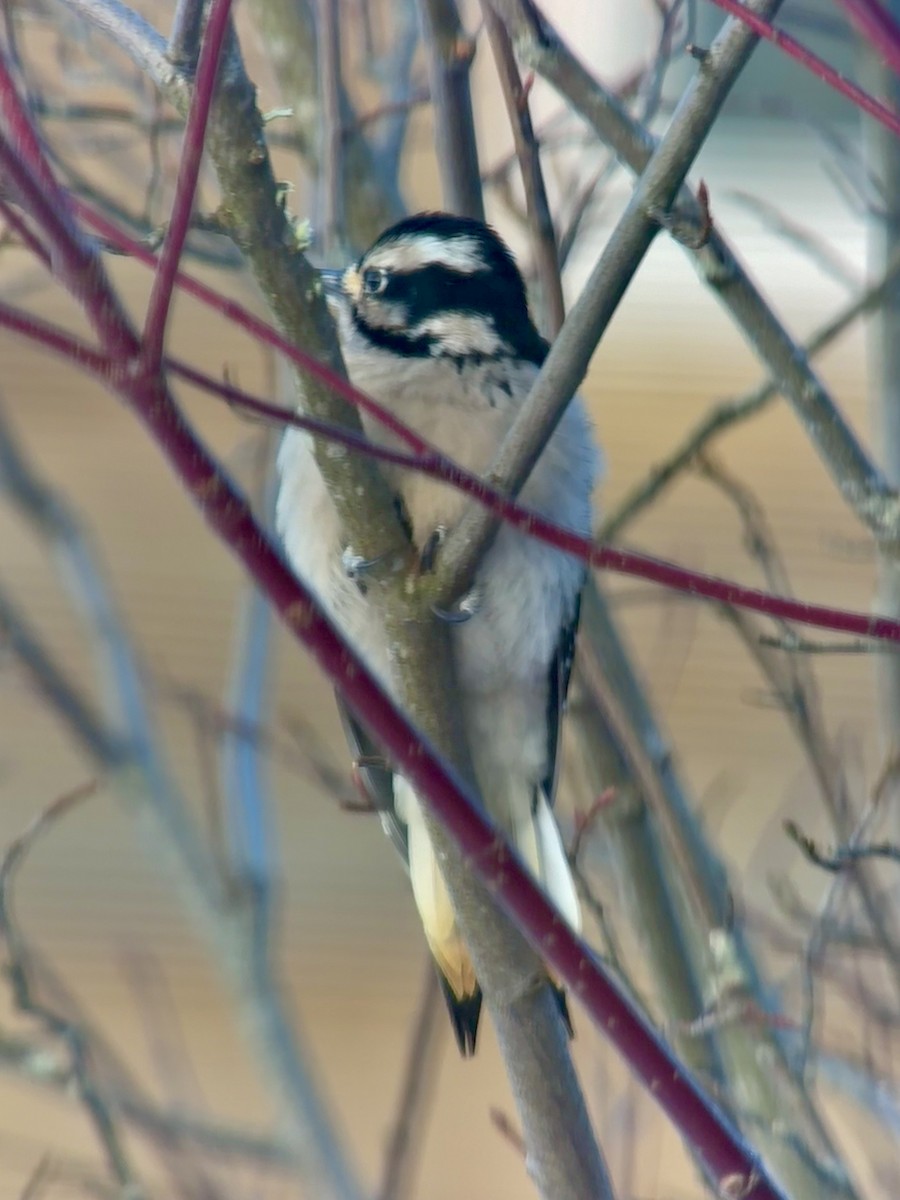 Downy Woodpecker - ML647153738