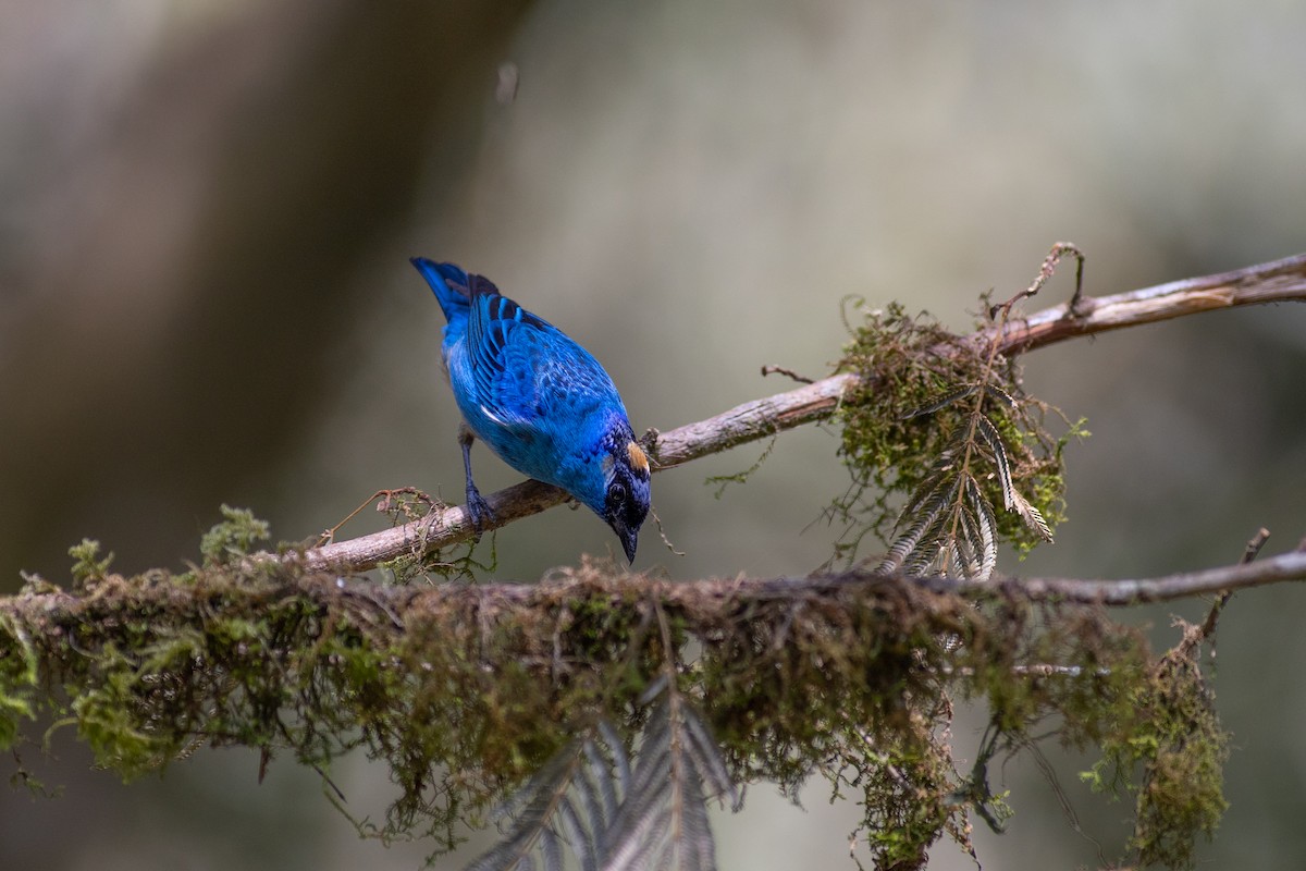Golden-naped Tanager - ML647153740