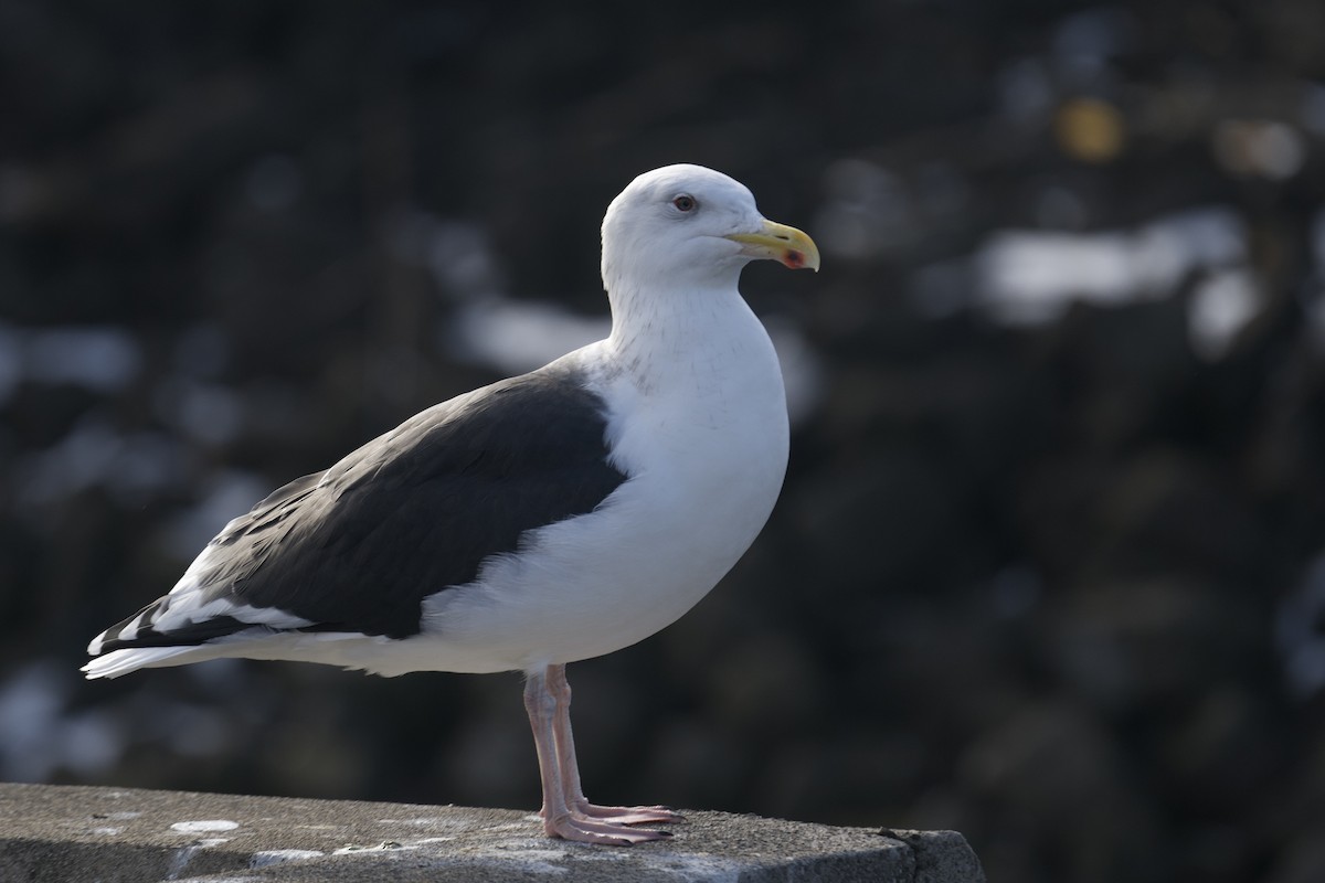 Great Black-backed Gull - ML647153751