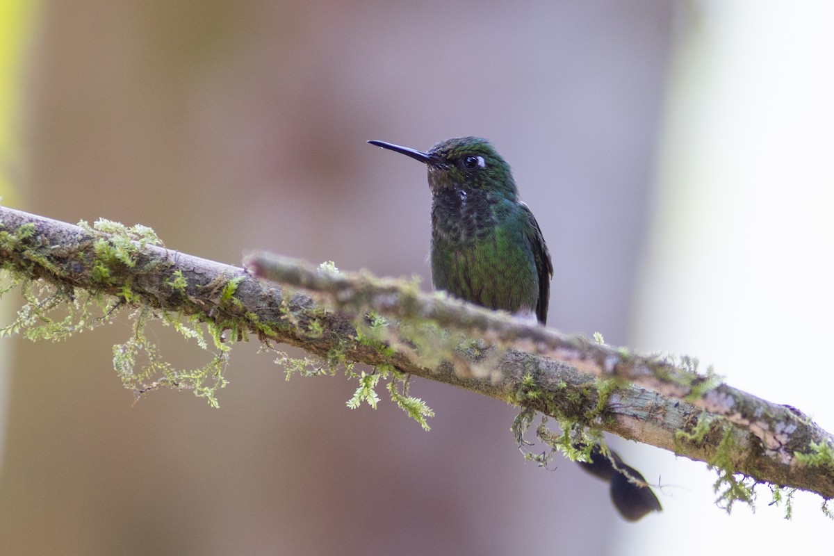 White-booted Racket-tail - ML647153753