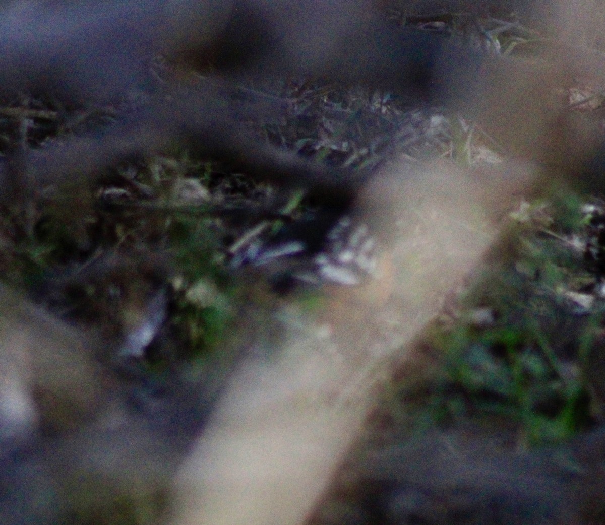Spotted Towhee - ML647153760