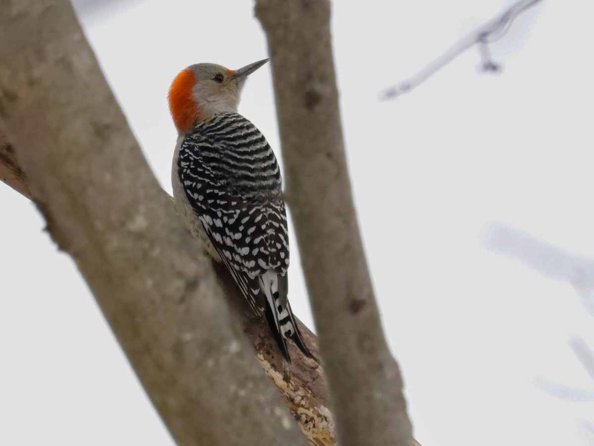 シマセゲラ - ML647153766