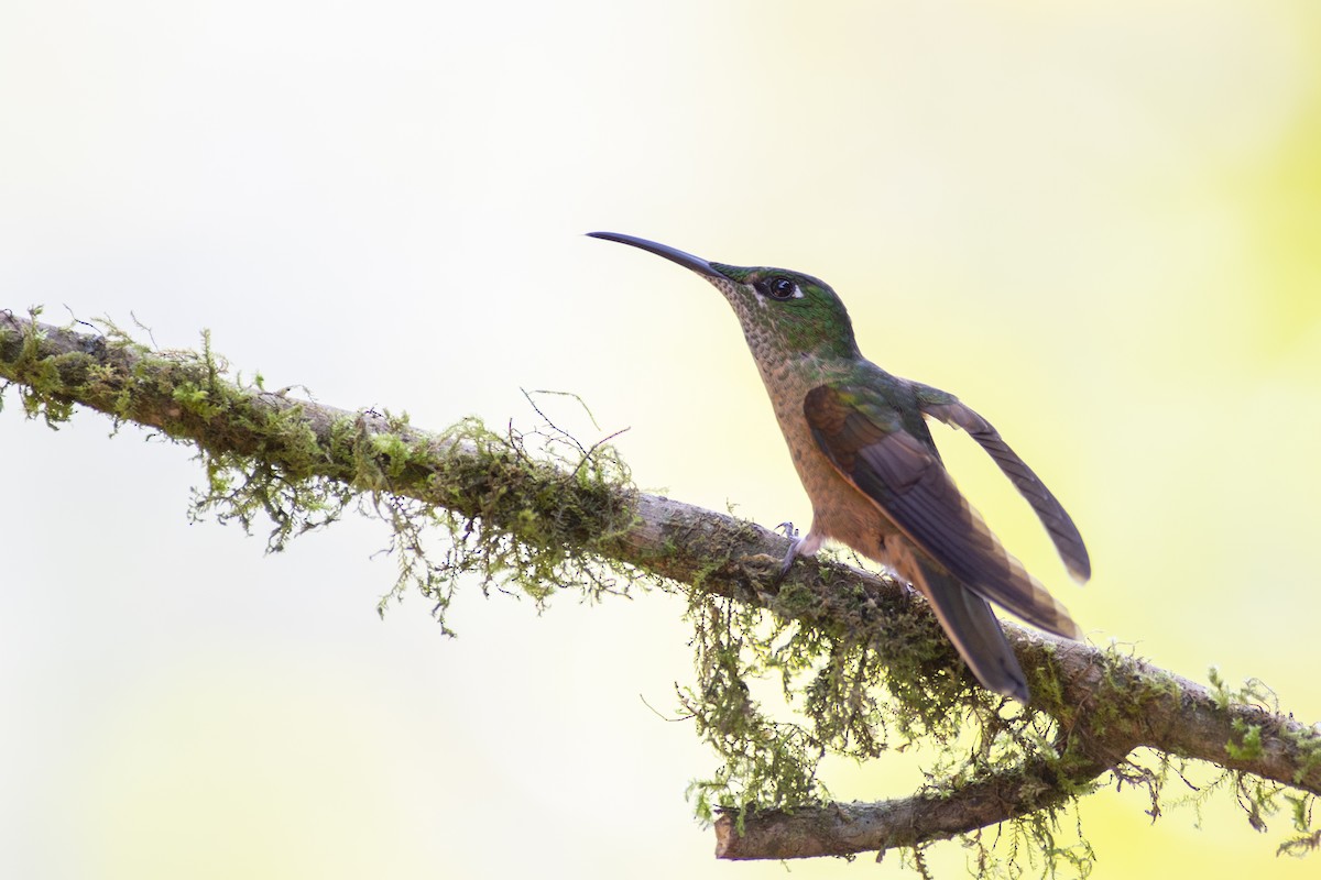 Fawn-breasted Brilliant - ML647153767