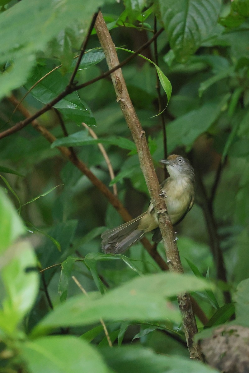 Palawanzweigdrossling - ML647153769