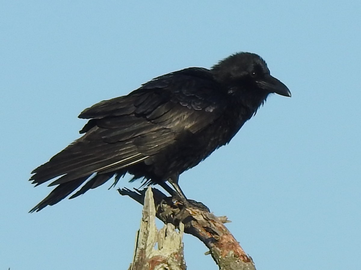 Хон хэрээ - ML647153773