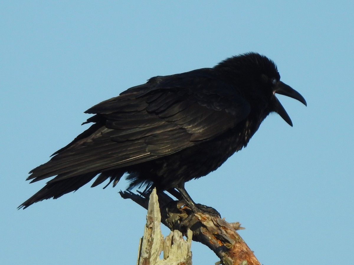 Хон хэрээ - ML647153774