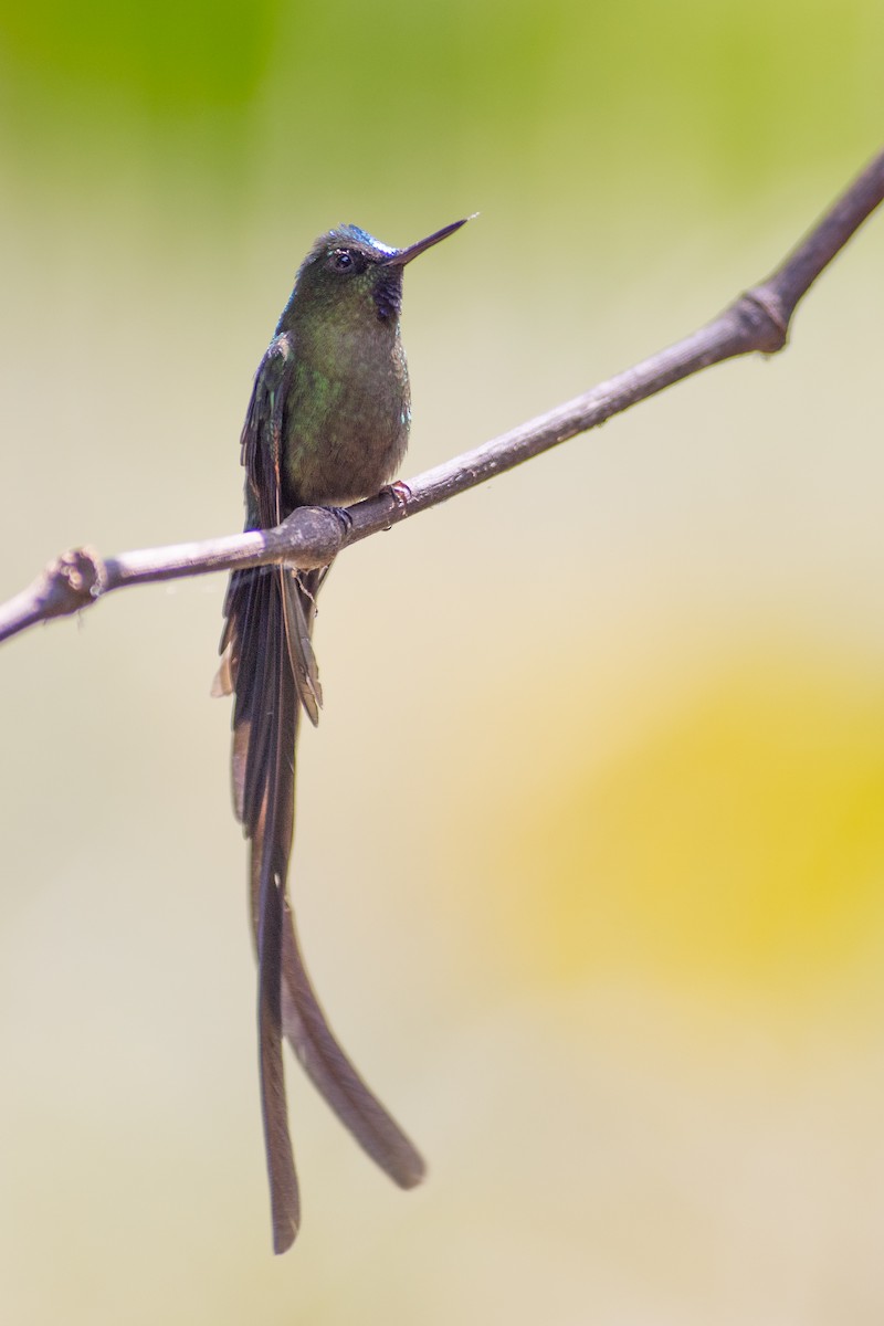 Violet-tailed Sylph - ML647153775