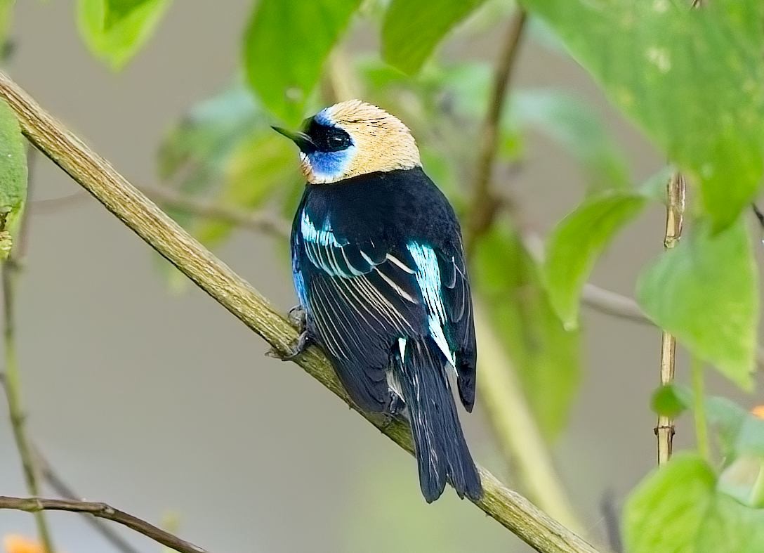 Золотистоголовая танагра - ML647153780