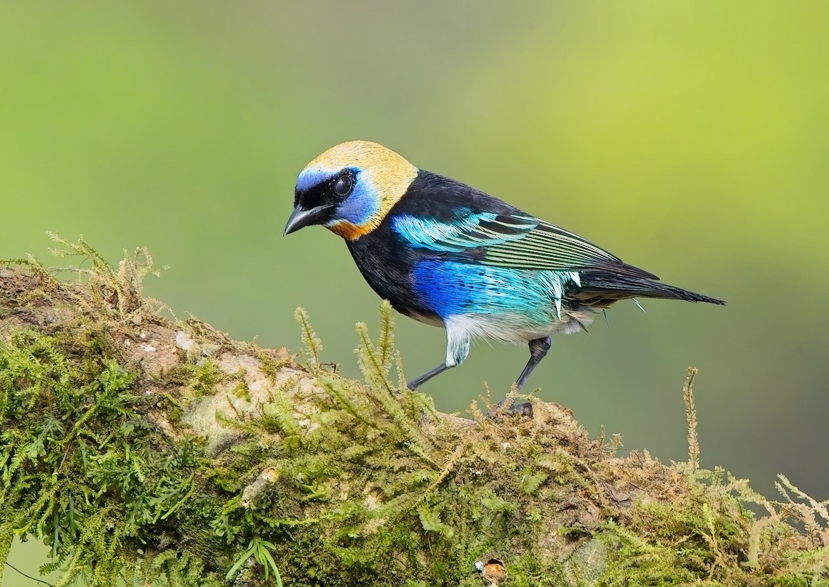 Золотистоголовая танагра - ML647153781